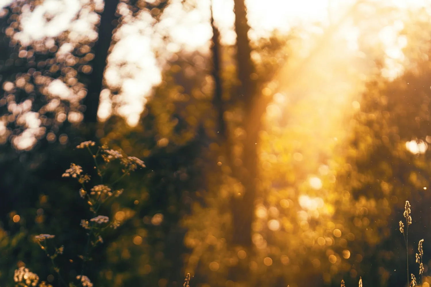 Late golden sunlight breaking through trees over meadow grass