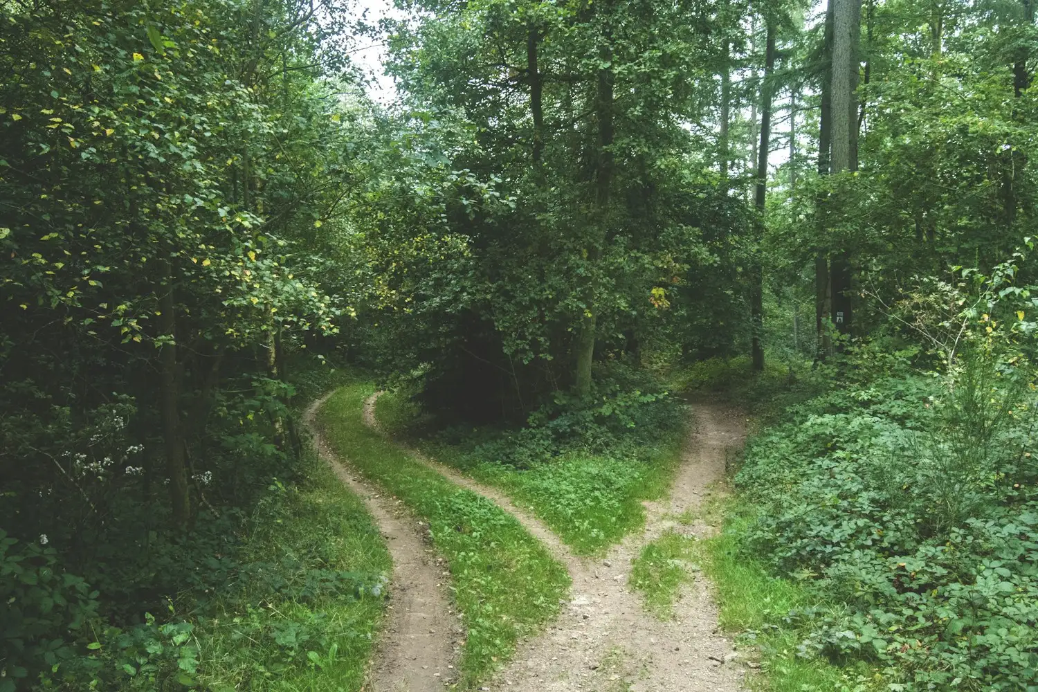 A dirt track splitting into two paths in a green wood